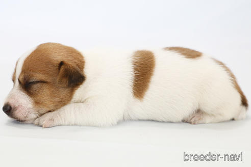 成約済の神奈川県のジャックラッセルテリア-240350の4枚目